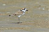 Malaysian Plover